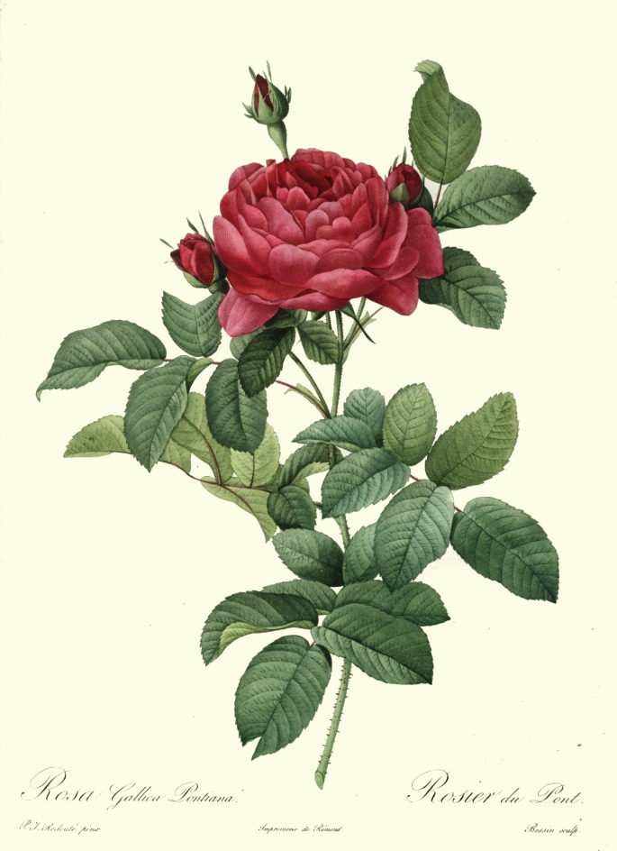 French-Rose-Portrait[1]